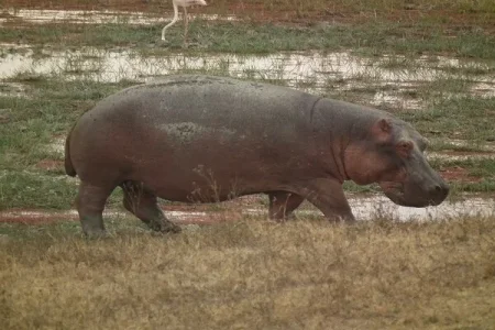 Hippopotamus (1).webp Hippopotamus (1).webp