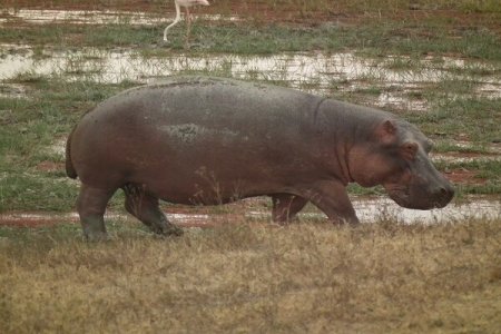 Tragedy in Kebbi: Hippopotamus Kills Guard at Emir’s Farm