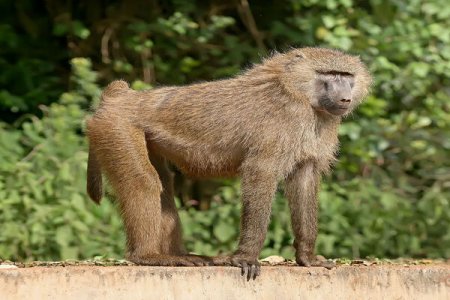 Shocking India Times Report: Monkey Saves 6 Year Old From Rape