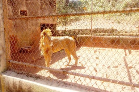 Abeokuta Zoo Tragedy: Lion Escapes Enclosure, Mauls Handler to Death