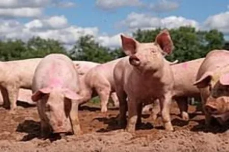 pigs (2).webp pigs (2).webp