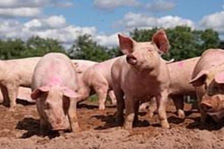 Farmer Accused of Feeding Women's Bodies to Pigs Sparks Outrage in South Africa