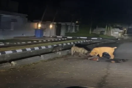 dog attack lagos (1).webp dog attack lagos (1).webp