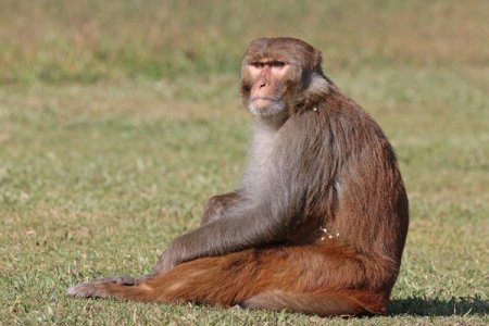 Panic as 43 Vaccine Research Monkeys Break Free in South Carolina