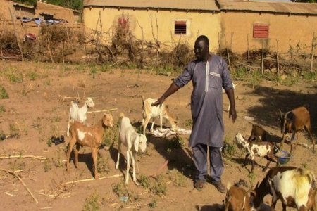 Trader Jailed for Stealing He-Goat from House in Jos