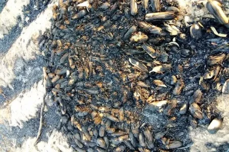 burnt maize (1).webp burnt maize (1).webp