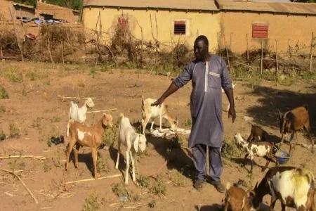 goats (1).webp goats (1).webp