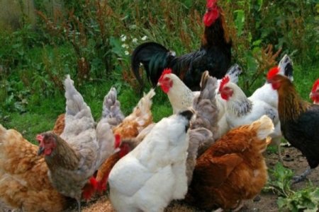 Chickens at ₦25,000, Turkeys ₦130,000: High Costs Threaten Festive Cheer