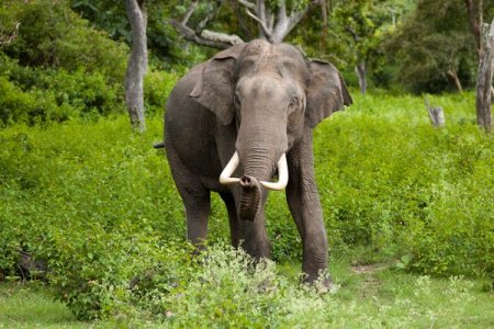 Over 20 Injured as Elephant Turns Violent During Festival in Kerala