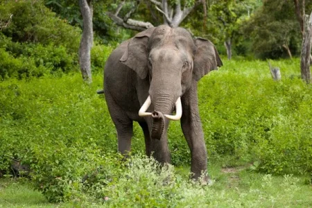 Elephant (1).webp