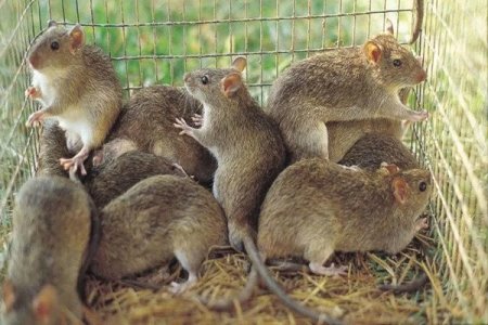 31-Year-Old Nigerian Physician Dies from Lassa Fever, NCDC Confirms