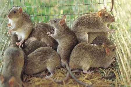 lassa fever (1).webp lassa fever (1).webp