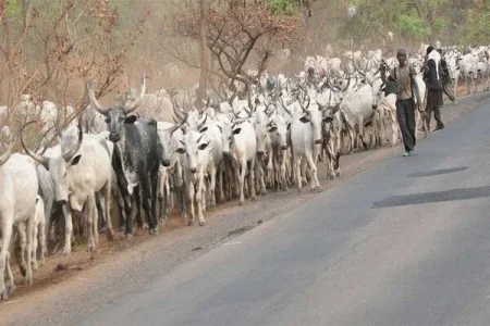 Tension in Benue: Youths Protest Killings With Shocking Move
