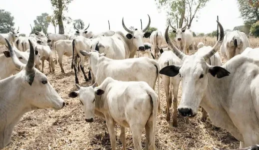 cows-market-in-nigeria (1).webp