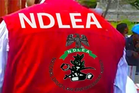 NDLEA-1 (1).webp NDLEA-1 (1).webp