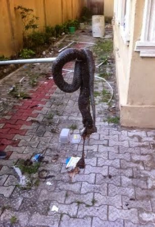 Dead Cobra in Fidelis Duker's home.jpg