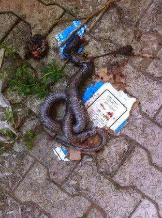 Dead Cobra in Fidelis Duker's home 1.jpg