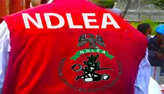 NDLEA Arrests Major Drug Kingpin Accused of Supplying Bandits in Niger State