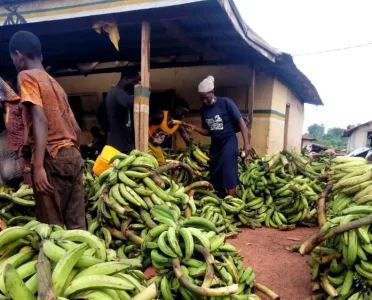 Two Men Die in Cross River After Violent Clash Over Alleged Plantain Theft