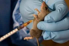 Lassa Fever Outbreak: Plateau State Confirms 11 Cases and 4 Deaths