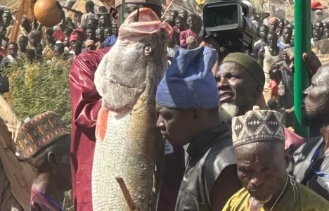 Kebbi Fisherman Wins Argungu Festival with 59kg Catch, Bags Vehicles and N1m Prize
