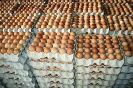 Chick Shortage Sends Egg Prices Soaring to N8,500 Per Crate