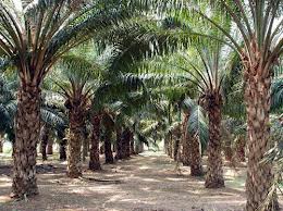 palm oil plantation  (1).jpg