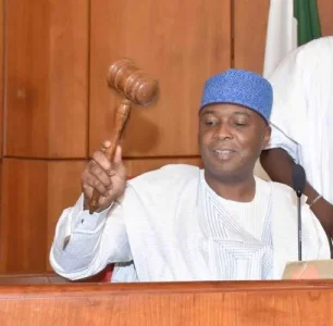 saraki sp.webp