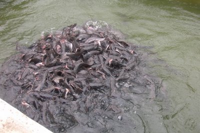 fish-farming.jpg