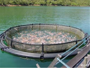 Fish_Farming_Techniques.jpg