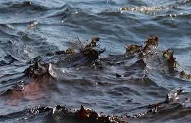 oil spill.webp