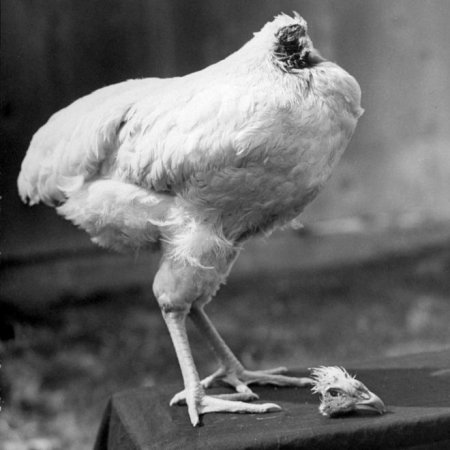 headless chicken.jpg