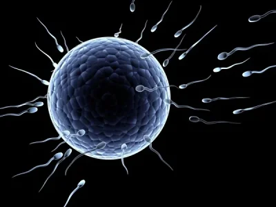 sperm cells.webp sperm cells.webp