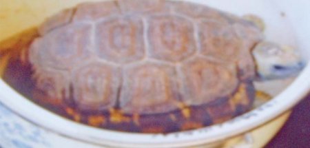Tortoise-702x336.jpg