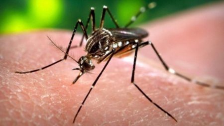 Mosquito-Zika-virus.jpg