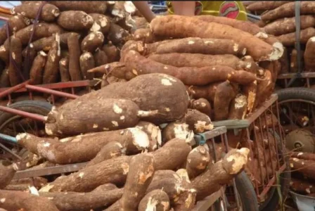 cassava.webp cassava.webp