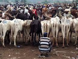 fulani cows.jpg