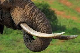 elephant tusk.jpg