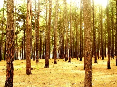 Ngwo-Pine-.webp