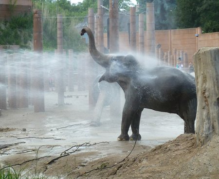 elephant-pictures-having-a-shower.jpg