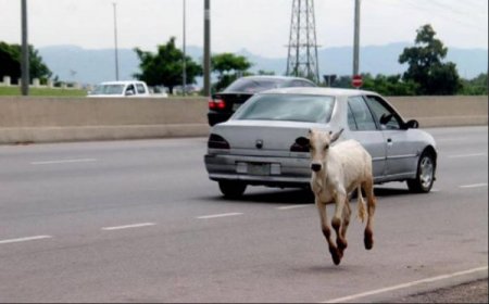 cattle running on road.jpg