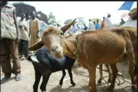 goats.webp goats.webp