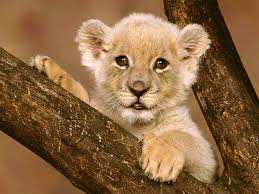 lion cub.jpg