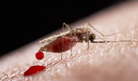 zika mosquito.jpg