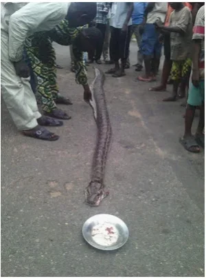 MAN SNAKE 4.webp