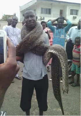 MAN SNAKE 2.webp