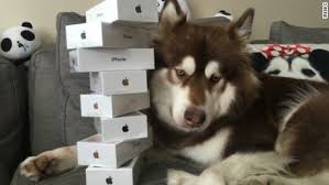 iphone dog.jpg