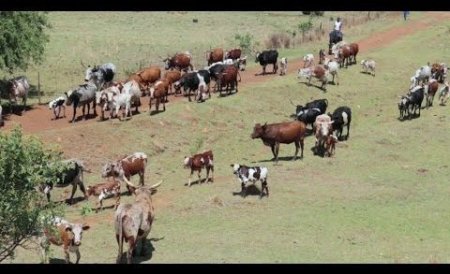 cow ranches.jpg
