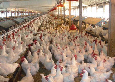 poultry farm.jpg