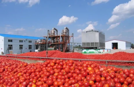 Tomato-690x450.webp